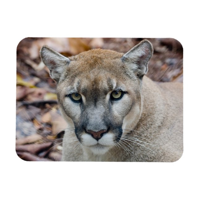 Imán Cougar, león de montaña, pantera de Florida, Puma (Horizontal)