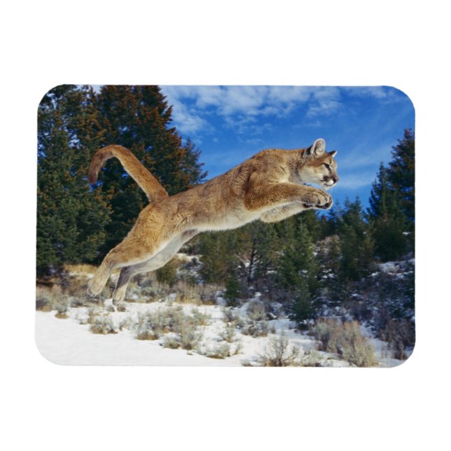 Imán Cougar Magnet (Horizontal)
