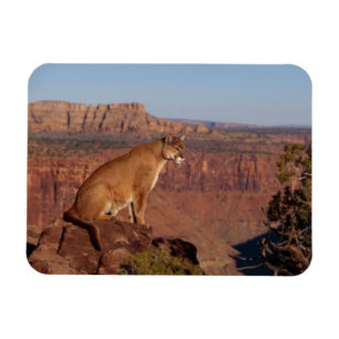 Imán Cougar Magnet