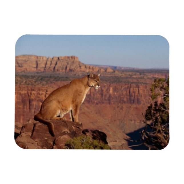 Imán Cougar Magnet (Horizontal)