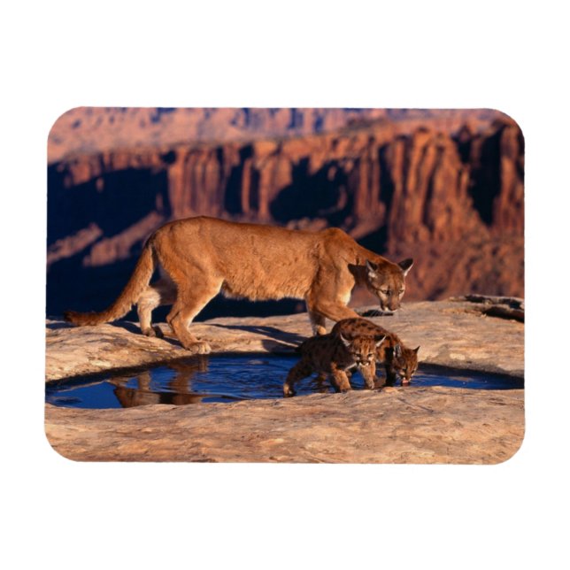 Imán Cougar Magnet (Horizontal)