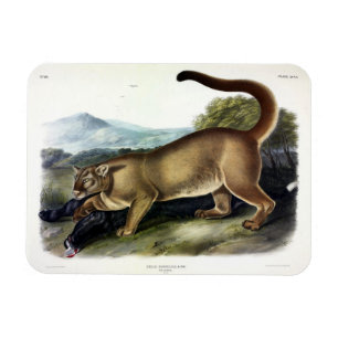 Imán Cougar, o Puma, Panther, León de Montaña, Catamoun