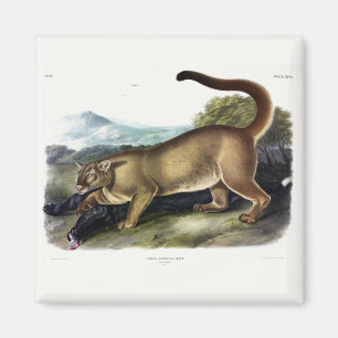 Imán Cougar, o Puma, Panther, León de Montaña, Catamoun