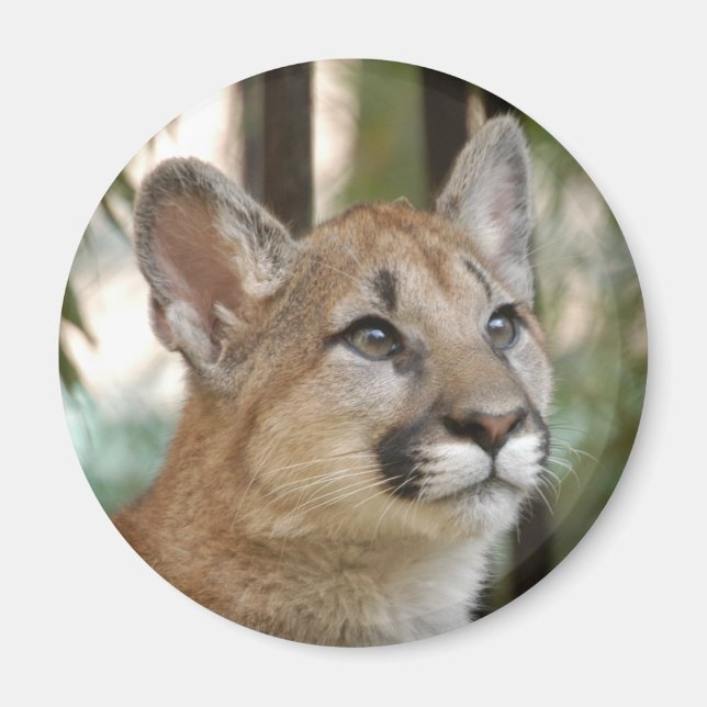 Imán cougarCub5-10x10 (Frente)