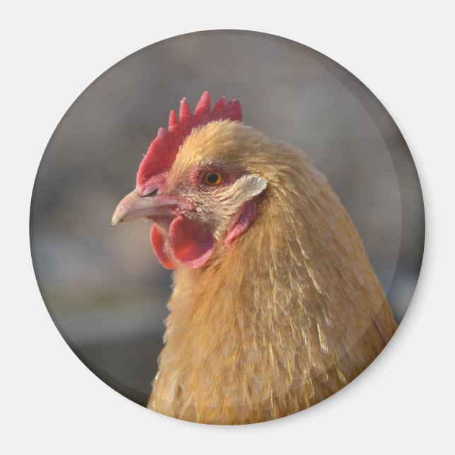 Imán Country Hen (Frente)