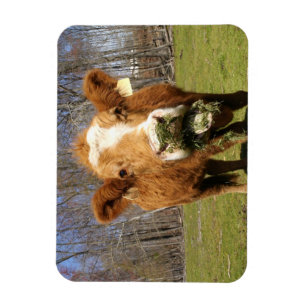 Imán Cow Magnet