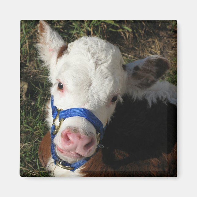 Imán Cow Magnet (Frente)