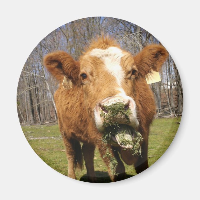 Imán Cow Magnet (Frente)