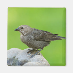 Imán Cowbird marrón