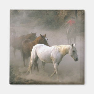 Imán Cowboy Herding