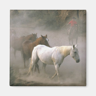 Imán Cowboy Herding