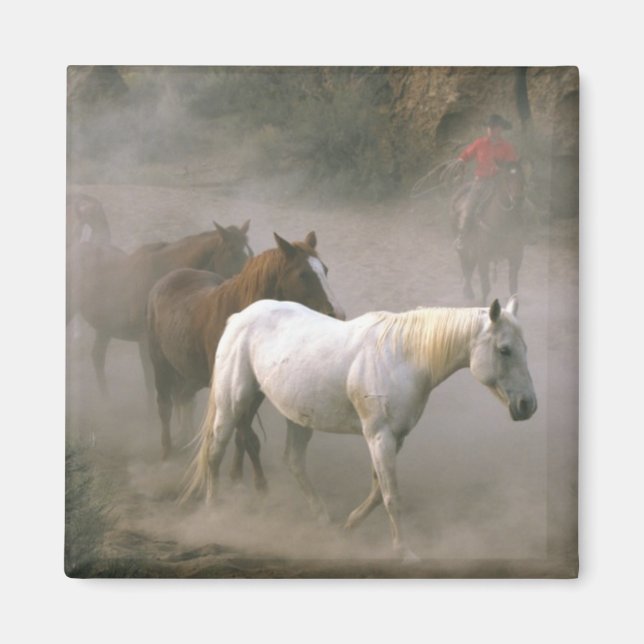 Imán Cowboy Herding (Frente)