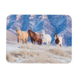 Imán Cowboy Horse Drive en Hideout Ranch