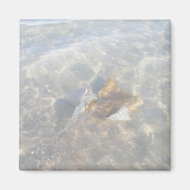 Imán Cownose Stingray OBX Series (Frente)