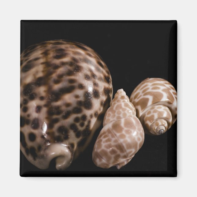 Imán Cowrie Cones Magnet (Frente)