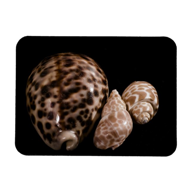 Imán Cowrie Cones Vinyl Magnet (Horizontal)