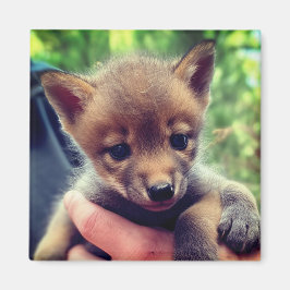 Imán Coyote Cub