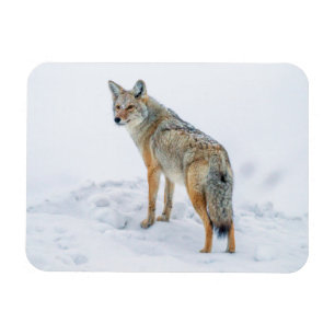 Imán Coyote en alerta en la nieve