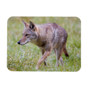 Imán Coyote en campo, Cades Cove