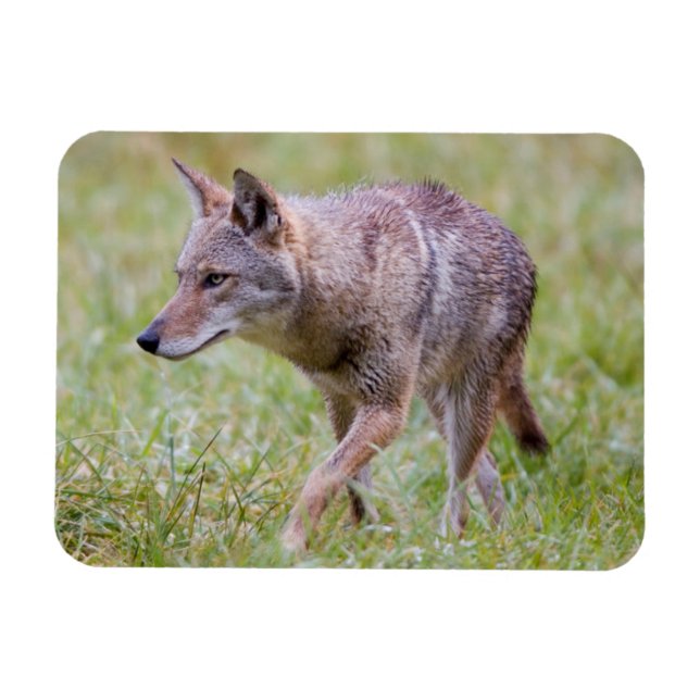 Imán Coyote en el campo, Cades Cove (Horizontal)