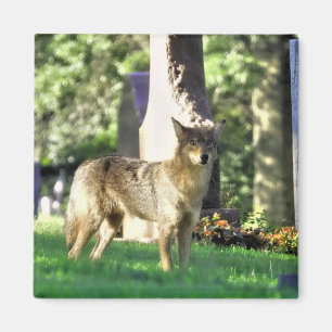 Imán Coyote en el cementerio