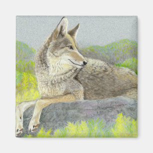 Imán Coyote Magnet