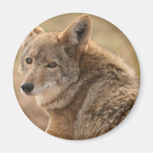 Imán Coyote Magnet