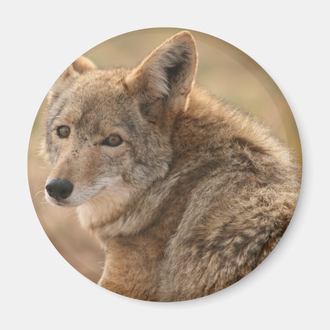 Imán Coyote Magnet (Frente)