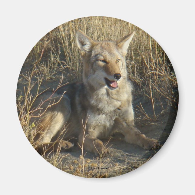 Imán Coyote R18 Acostado (Frente)