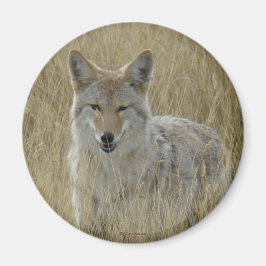 Imán Coyote R2 en grano alto