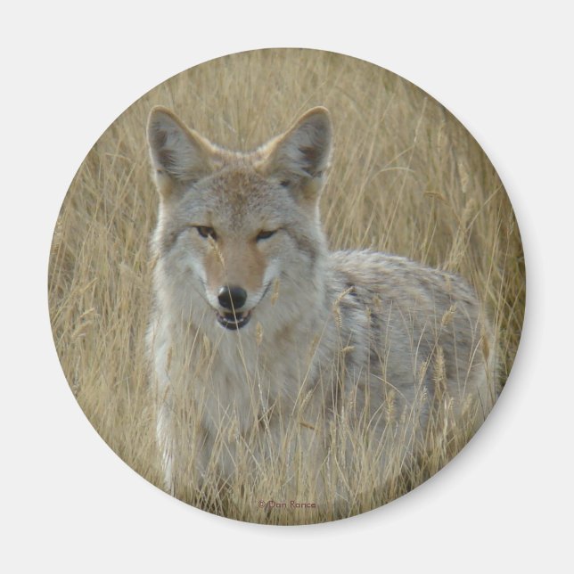 Imán Coyote R2 en grano alto (Frente)