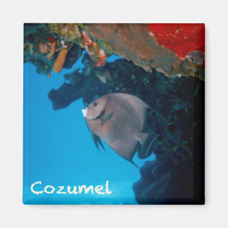 Imán Cozumel Angelfish