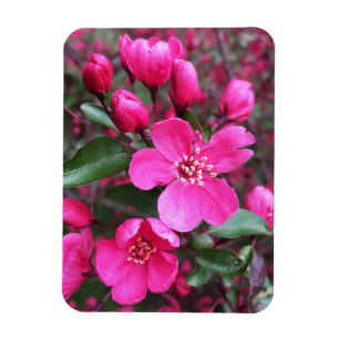 Imán Crabapple de floración rosa