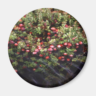 Imán Cranberry Bog