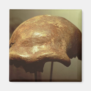 Imán Cranio de un neandertal