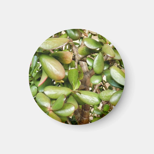 Imán Crassula ovata (Frente)