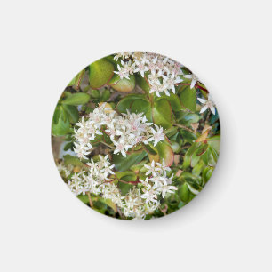 Imán Crassula ovata