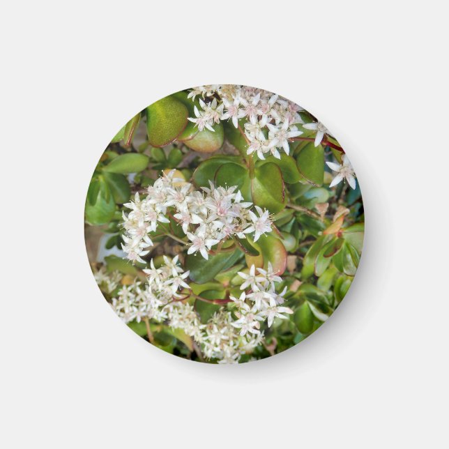 Imán Crassula ovata (Frente)