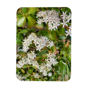 Imán Crassula ovata