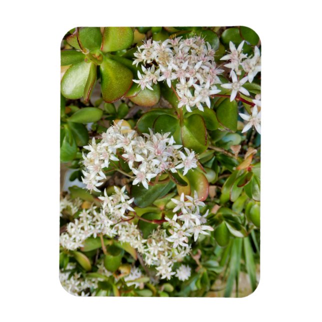 Imán Crassula ovata (Vertical)
