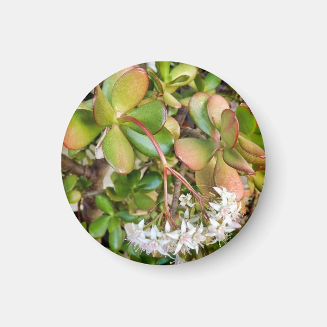 Imán Crassula ovata (Frente)