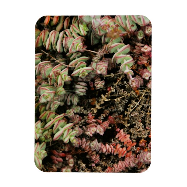 Imán Crassula perforata (Vertical)
