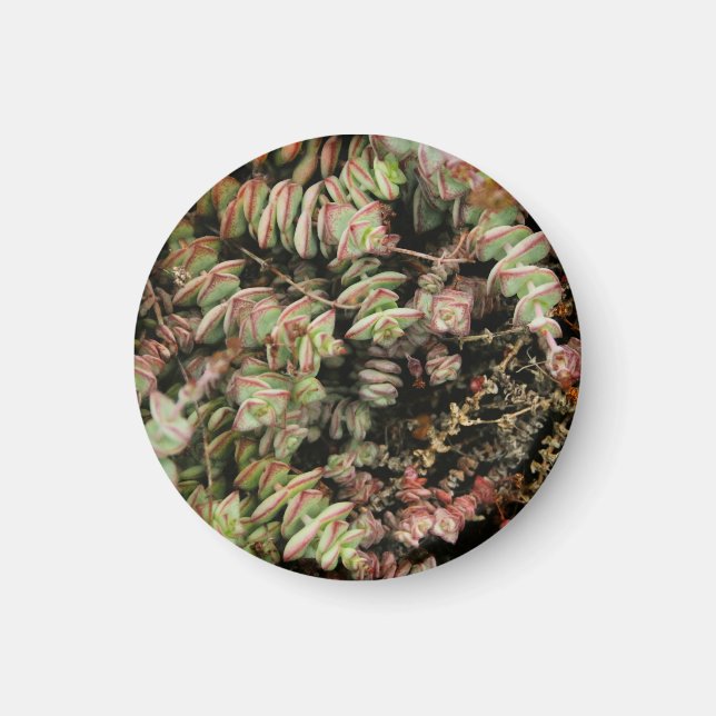 Imán Crassula perforata (Frente)