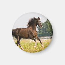 Crea tu propia foto de caballo de mascota personal