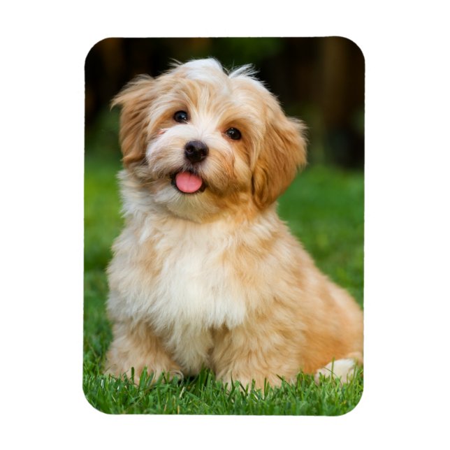 Imán Crea tu propia foto de perro personalizada (Vertical)