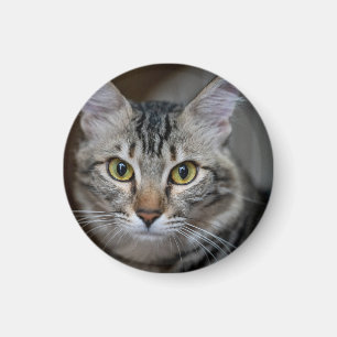 Imán Crea tu propia foto personalizada de tu gato como 
