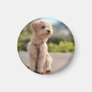 Imán Crea tu propia foto personalizada de tu mascota