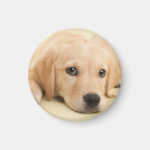 Imán Crea tu propia foto personalizada de tu mascota