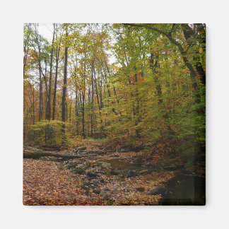 Imán Creek otoño en el Parque Estatal Laurel Hill