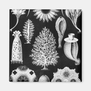 Imán Crema de la esponja del mar en negro